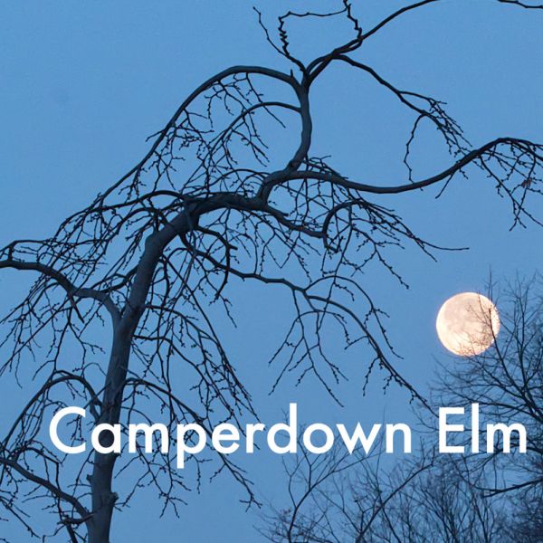 A picture of an Elm tree with the moon in the background at the Firewise Garden at The Botanic Garden 