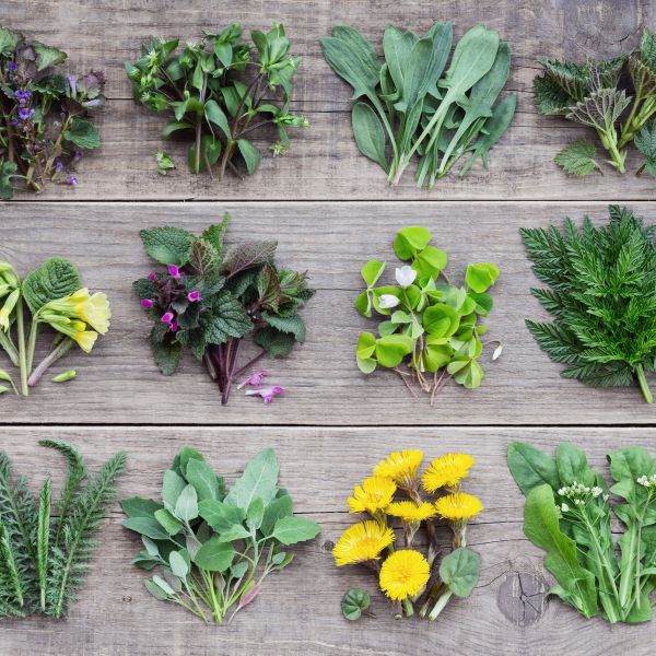 Variety of edible plants in rows