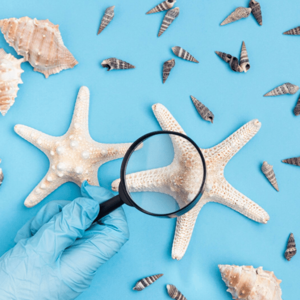 Studying seashells