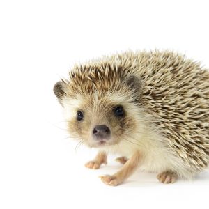 small hedgehog