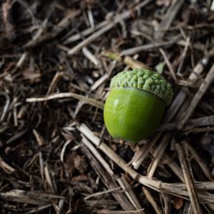 small green acorn on dried grass