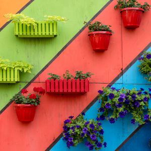 Plants and flowers in wooden and plastic pots on colorful painted background.