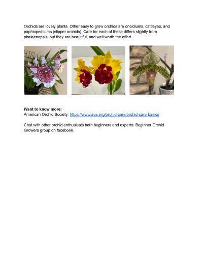 Orchid tips Page 4