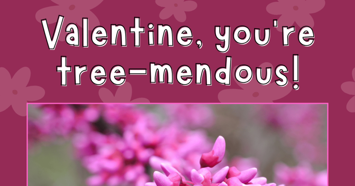 NatureThemed Valentine’s Day Cards for Kids (Print & Color) eePRO