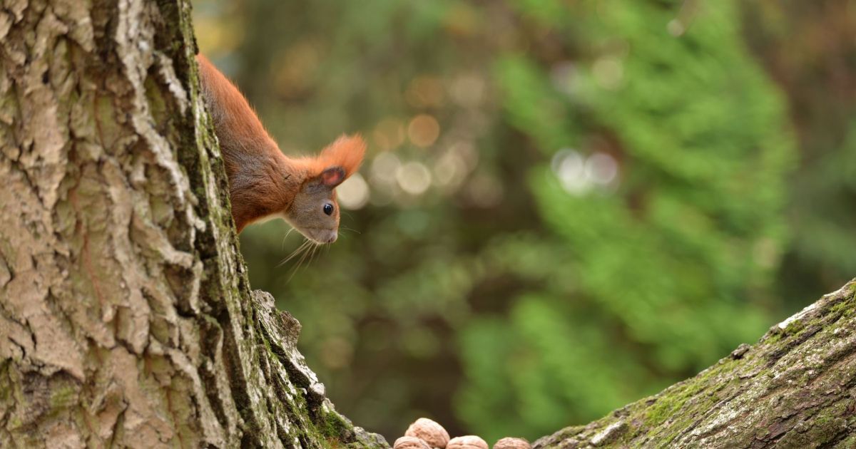 Natural Wonders A Guide to Early Childhood for Environmental Educators